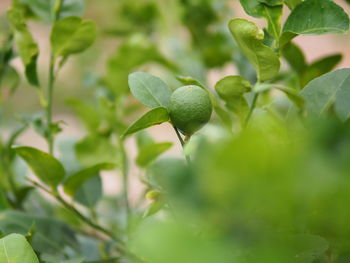 Close-up of fruit growing on plant