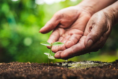 Close-up of hand holding plant