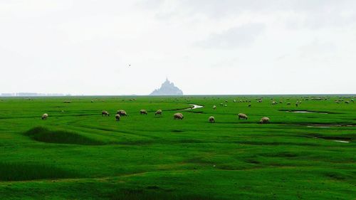 Sheep grazing on field against sky