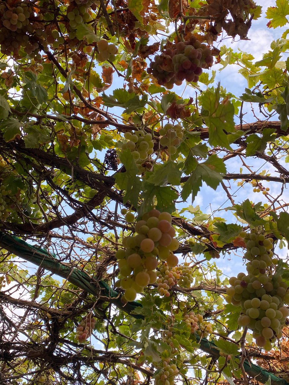 LOW ANGLE VIEW OF TREE AGAINST SKY