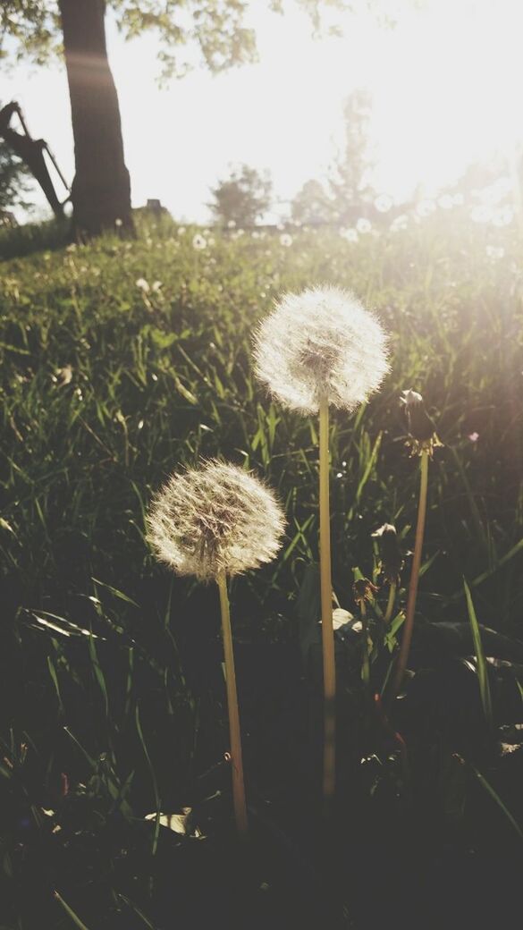 flower, growth, dandelion, fragility, freshness, flower head, beauty in nature, nature, stem, plant, white color, field, single flower, close-up, uncultivated, focus on foreground, blooming, wildflower, sunlight, petal