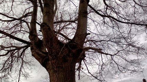 Low angle view of bare tree against sky