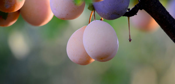 Close-up of plums on tree