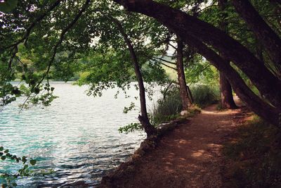 Footpath amidst trees in forest