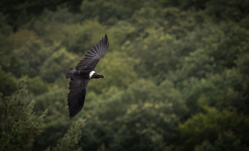 View of bird flying