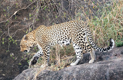 View of cat on rock