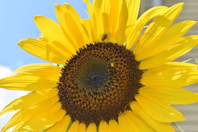 Close-up of sunflower