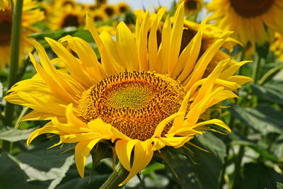 Close-up of yellow flower