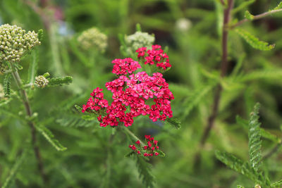 Closeup of yarrow plant blooming in the garden