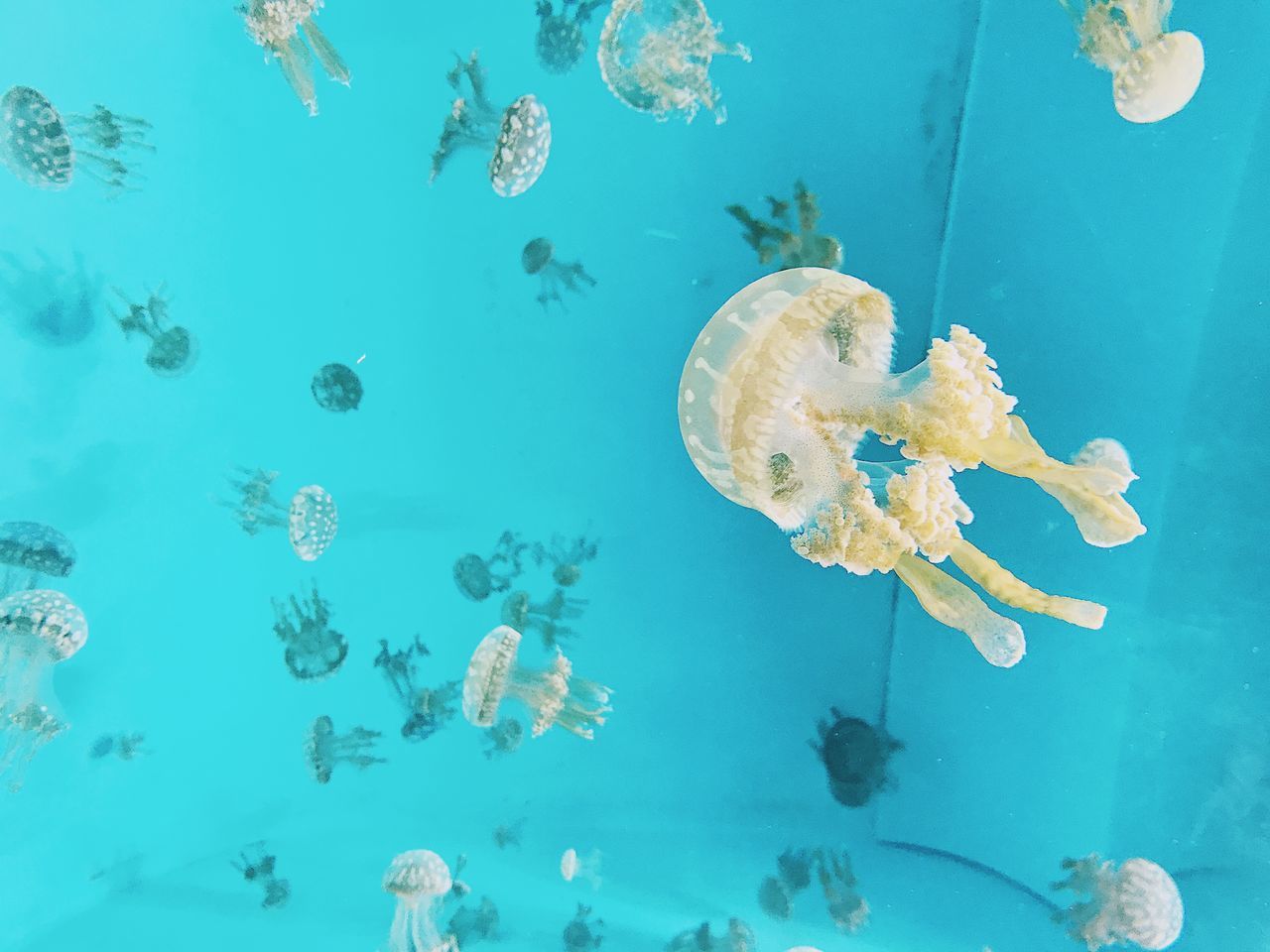 jellyfish, underwater, water, sea life, swimming, no people, animal themes, floating in water, animals in the wild, smooth, undersea, sea, nature, close-up, beauty in nature, day