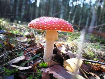 Close-up of fly agaric mushroom on field