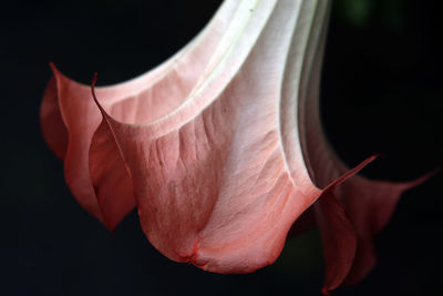 Close-up of flower against black background