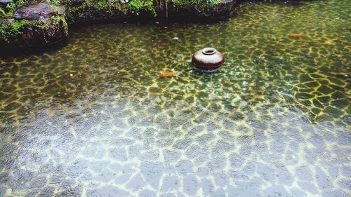 High angle view of leaf floating on water