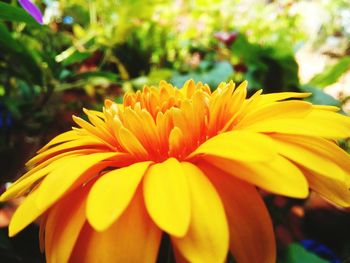 Close-up of yellow flower blooming at park