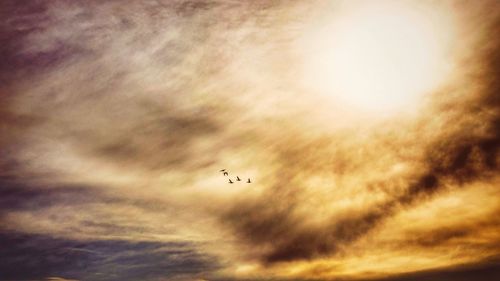 Close-up of birds flying against sky