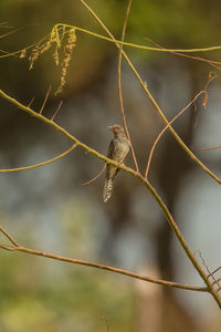 Close-up of bird perching on branch