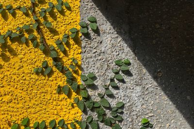 Close-up of plants