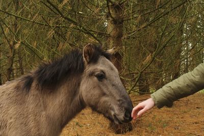 Close-up of hand feeding horse