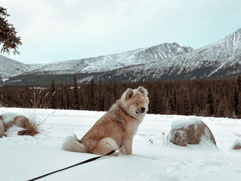Dog on snow covered landscape