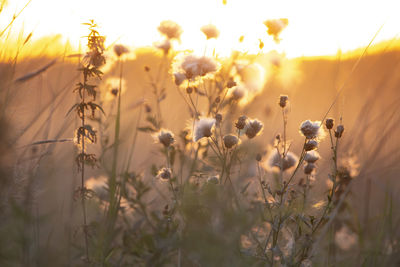 Close-up of yellow flowering plant on field