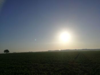 Scenic view of field against clear sky