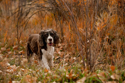 Senior english springer spaniel enjoying a fall day on the trail. 