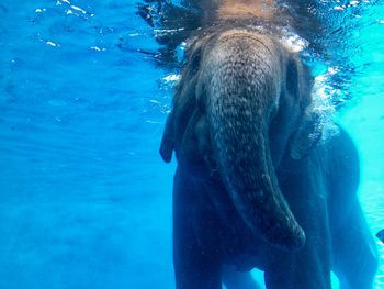 Close-up of horse in sea