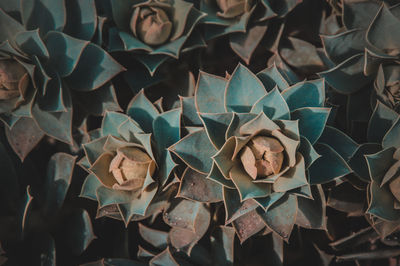 Full frame shot of succulent plants