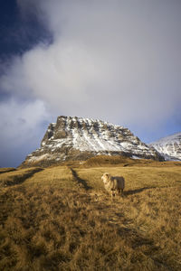 Scenic view of sheep against mountain 