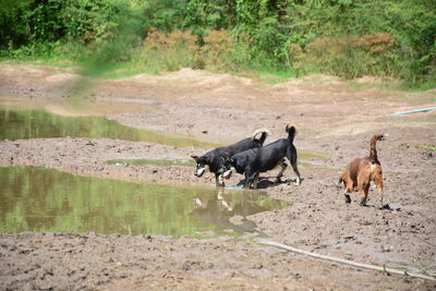 View of a dog on landscape