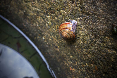 High angle view of snail on rock