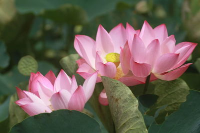 Close-up of pink lotus