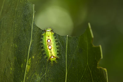 Close-up of insect on leaf