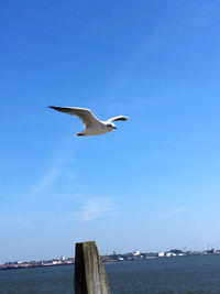 Seagull flying over sea against sky