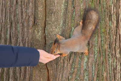 Curious squirrel sits on tree and eats nuts from hand in winter snowy park. winter color of animal.