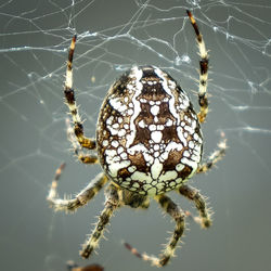 Close-up of spider on web