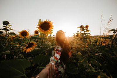 Cropped image of man holding woman hands standing amidst sunflowers