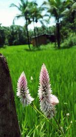 Close-up of flowers blooming on field