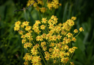 plant