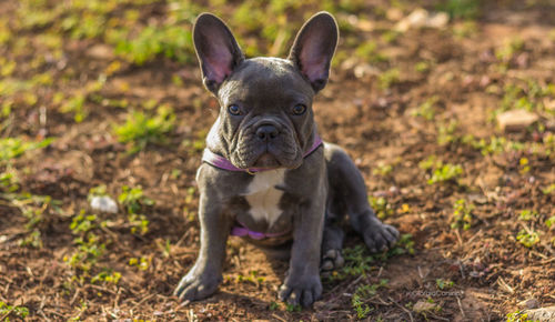 Portrait of french bulldog sitting on field