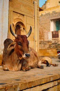 Indian cow resting in the street