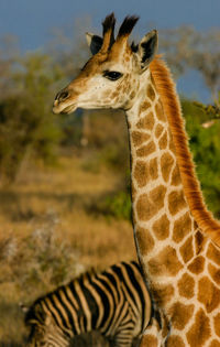 Close-up of young giraffe in field with zebra in background