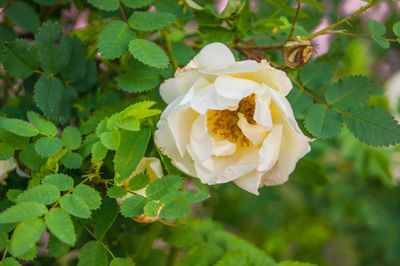 Close-up of rose plant