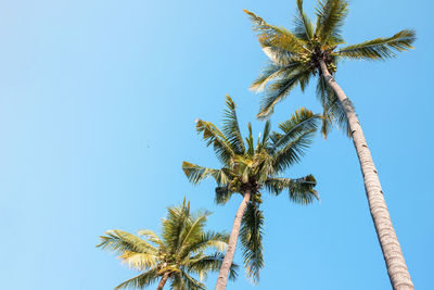 Low angle view of coconut palm tree against clear blue sky