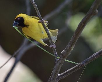 Close-up of bird perching on tree