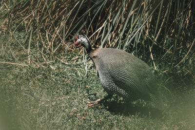 High angle view of bird perching on a field