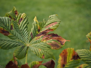 Close-up of leaves