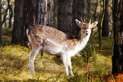 Deer in a forest