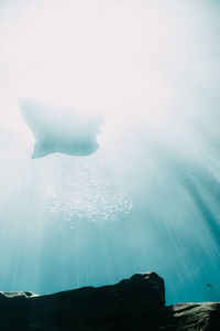 Low angle view of jellyfish swimming in sea