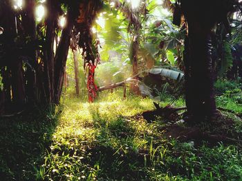 Footpath in forest